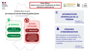 fiche-reflexe-etape-a-suivre-pour-leradication-du-frelon-asiatique-a-patte-jaune-vf